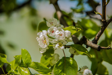 Blooming trees in the spring