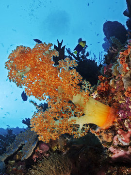 Orange soft coral, Orange Weichkoralle (Scleronephthya gracillimum)