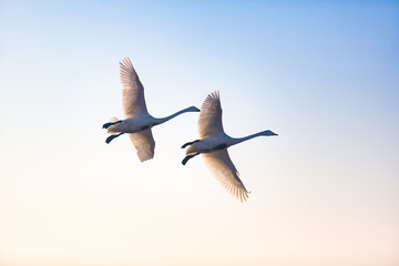 Fototapeta premium A pair of whooper swans flying together in the sky