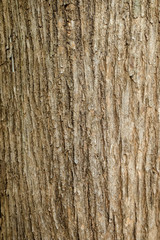 Tree bark texture background