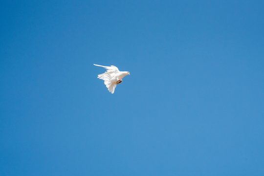  havada  beyaz güvercin