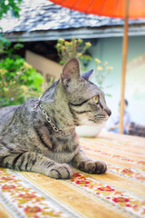 Cat Chilling Out On Dinner Table