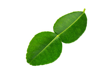 Leaf of bergamot or kaffir lime isolated on white background.