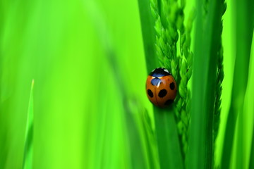 a ladybug on the leaf in the morning