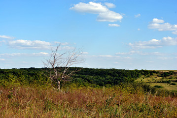 Withered tree on the lawn in the grass, the hills with forest on the horizon, the sky and clouds, summer, Ukraine