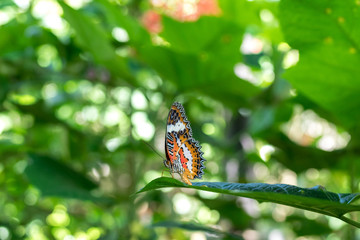 Fototapeta na wymiar Beautiful exotic tropical butterfly in the park of Bali island, Indonesia.