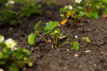 Erdbeerpflanze frisch eingepflanzt