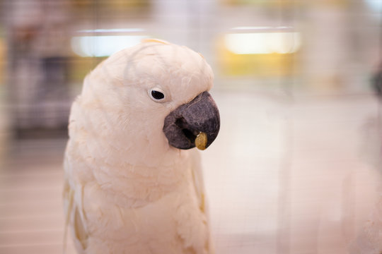 Parrot white against a white background