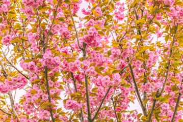 Sakura flowering.