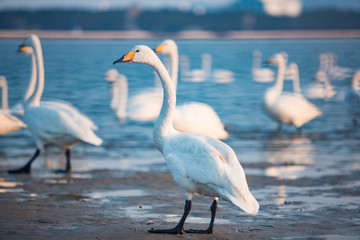 Whooper swan movement in the swan lake in China
