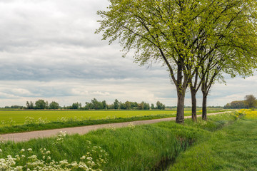 Fototapeta na wymiar Three trees beside a long country road