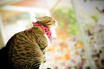 Siamese cat and american short hair cat in Thailand, very cute, funy and smart cat in the world, cat cafe, restaurant for peoples and cats 