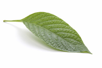 Naklejka na ściany i meble Isolated green leaf