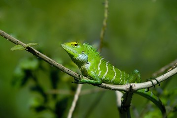 common green forest lizard