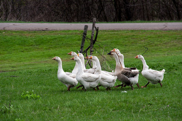 Flock of geese grazing on grass in spring field