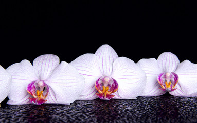 Fototapeta na wymiar Orchid flowers with water drops on a black acrylic background.