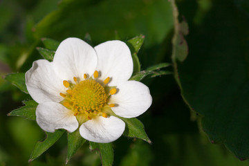 Fototapeta premium Closeup macro strawberry flower blossom at sunny summer day