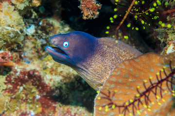 Little Moray eel on a coral reef. The Island Of Mindoro. Philippines.