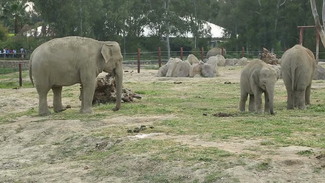 Elephant father and Mother with Baby Elephants