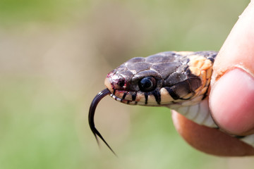Grass Snake in the human hands. Natrix natrix