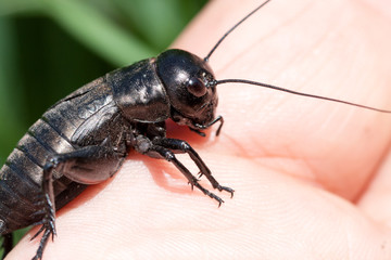 hand holding field cricket outdoors. Gryllus campestris