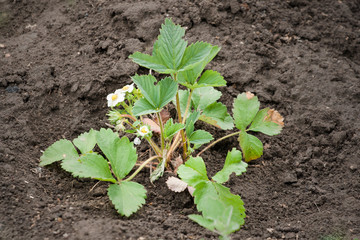 Strawberry flowers