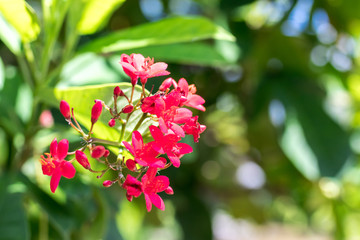 Obraz premium Fresh flowers background outdoors in the park of Bali island, Indonesia. Nature floral background.