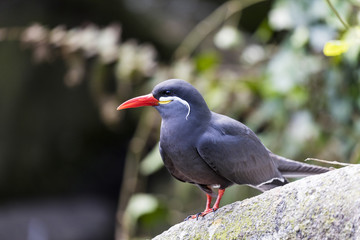 Inca Tern