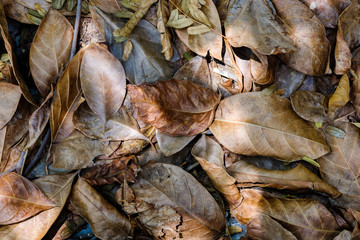 dry leaves on the ground