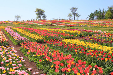 那須フラワーワールドのチューリップ畑