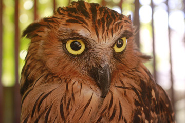 Owl head close up