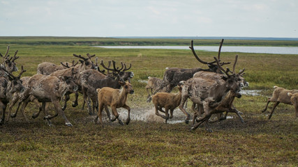Naklejka na ściany i meble A herd of deer quickly sweeps through the swamp. The Yamal Peninsula. Summer.