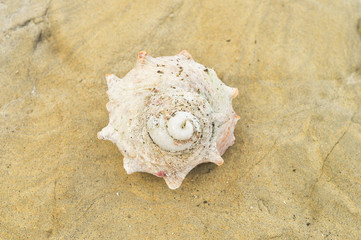 Turban shell 