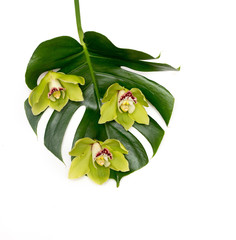 Leaf monsters from the tropic with an exotic orchid on a white background.