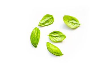 Fresh leaves of organic basil seen from above isolated on a white background
