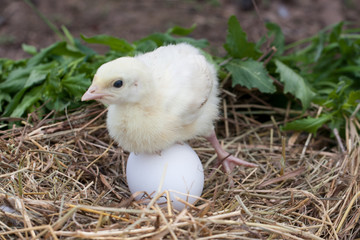 Little cute turkey with egg in a straw nest