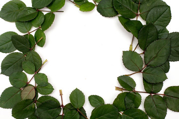 Green Leaves Wreath Frame on White Background