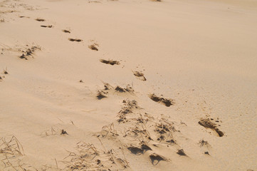 Footprint of the desert