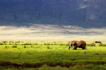 Wild african elephant in green grass in the Ngorongoro Conservation Area on the background of...