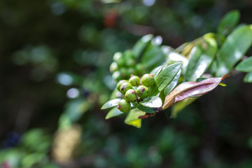 Fresh flowers background outdoors in the park of Bali island, Indonesia. Nature floral background.