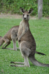 Naklejka na ściany i meble Australia - Newcastle-kangaroo