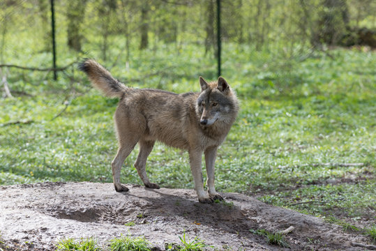Wilk w puszczy