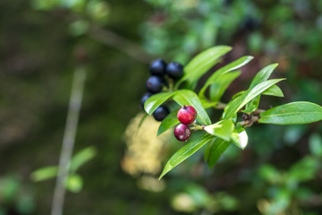 Fresh flowers background outdoors in the park of Bali island, Indonesia. Nature floral background.