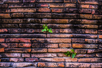 Green plants and red wall