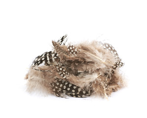 Decorational feathers isolated