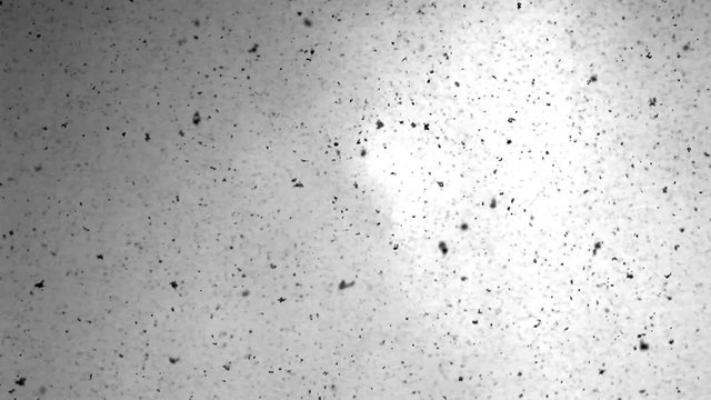 CHUTE DE FLOCONS DE NEIGE EN NOIR ET BLANC