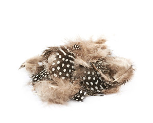 Decorational feathers isolated