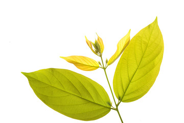 green leaves isolated on white background