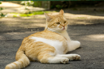 Ginger Cat on the Street