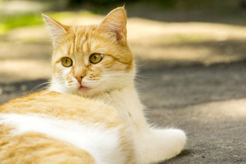 Ginger Cat on the Street